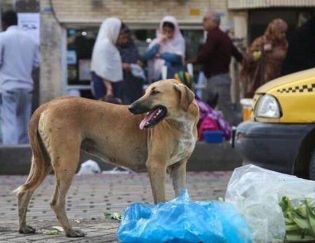 سگ، ۶ نفر را در مهریز روانه بیمارستان کرد