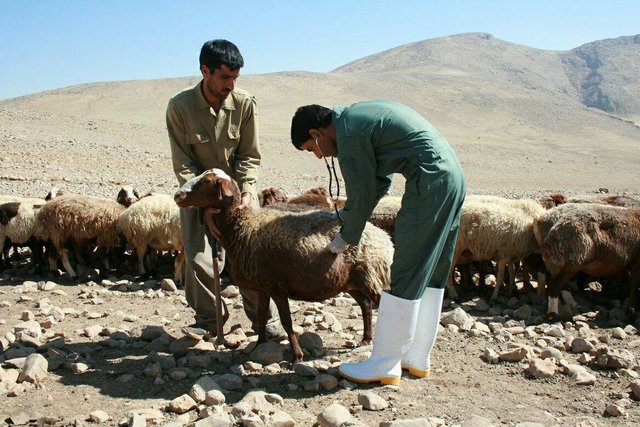 انجام ۱۷ هزار نمونه‌گیری برای تشخیص بیماری‌های مشترک انسان و دام