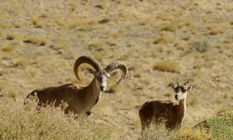 بیماری براکسی علت مرگ ۳۵ راس قوچ و میش در جنوب خراسان رضوی