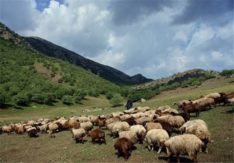 مجوز چرای ۱۳۲ هزار راس دام در مراتع شیروان صادر شد