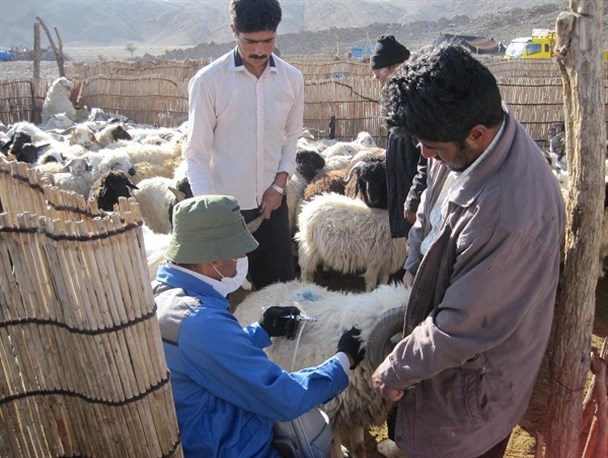 امسال کانون تب برفکی در دام سبک نداشته‌ایم