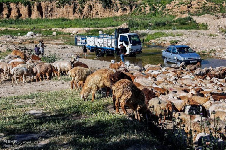 قاچاق دام عامل گرانی دام و گوشت