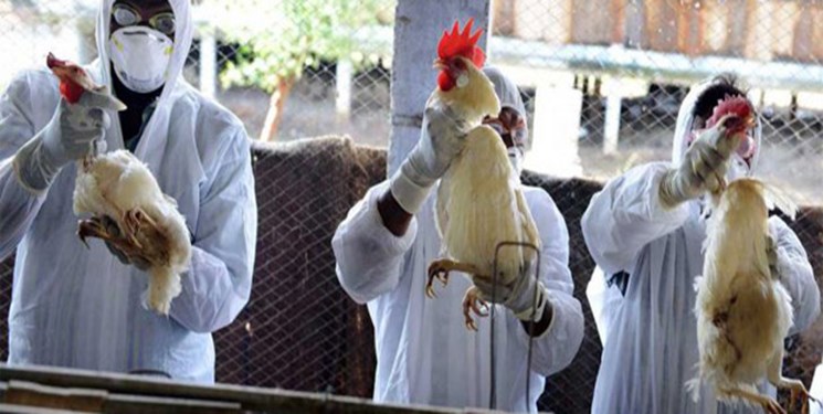 شیوع آنفلوآنزای H5N6 در چین / زنگ هشدار برای ایران به صدا درآمد