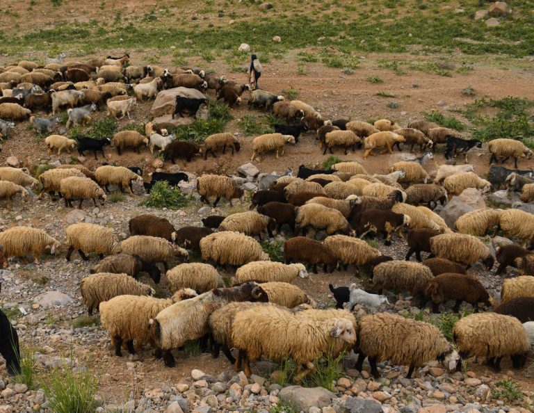 پلاک‌گذاری دام‌ها با هدف کاهش قاچاق در دست اجرا است