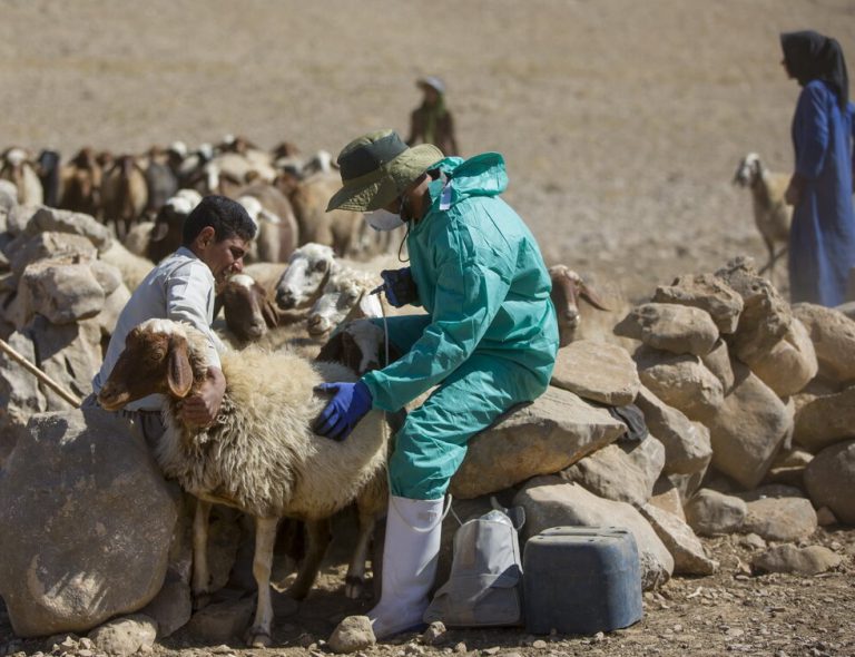 بیش‌از ۲۳۲ هزار راس دام در سیستان و بلوچستان واکسینه شدند