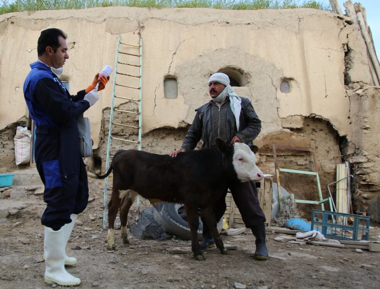 واکسیناسیون رایگان ۲۲۰ هزار راس دام در گنبدکاووس انجام شد