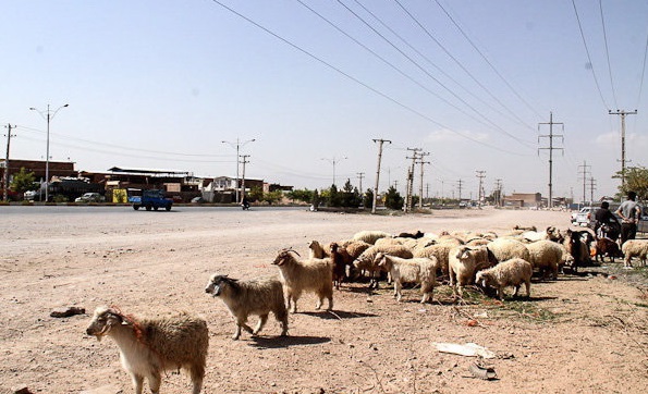 جلوگیری از کشتار و فروش دام در معابر عمومی اهواز