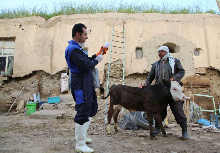 پایان عملیات واکسیناسیون علیه بیماری لامپی اسکین در۷۹۳ روستا