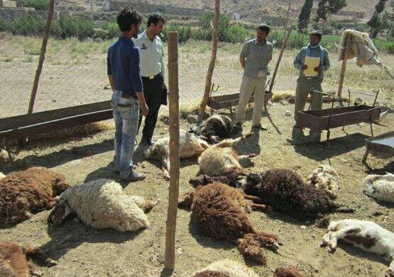 تلف شدن افزون بر ۶۰۰ راس دام بر اثر سیل و سرما در جنوب کرمان