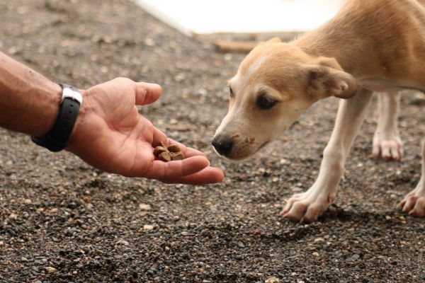 انجمن حمایت از حیوانات در سقز تشکیل شد