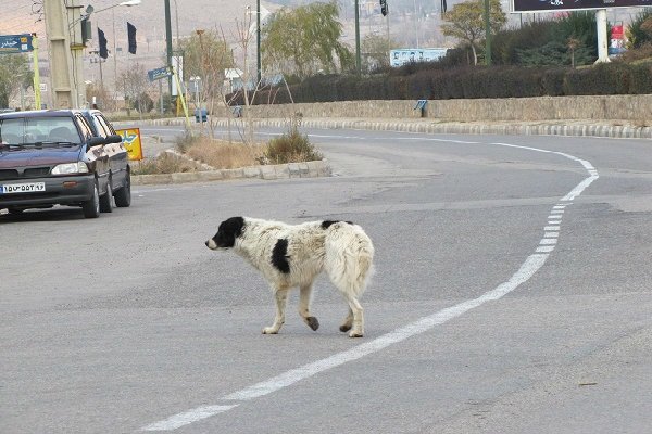 انگل تراپی سگ ها در روستاهای هدف زنجان