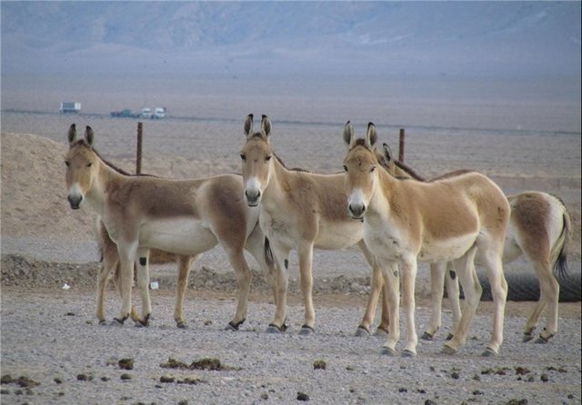 تلفات گورخر ایرانی در مهریز تکذیب شد