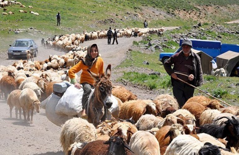 صدور کارت شناسایی و هوشمند کنترل تردد دام عشایر دهلران