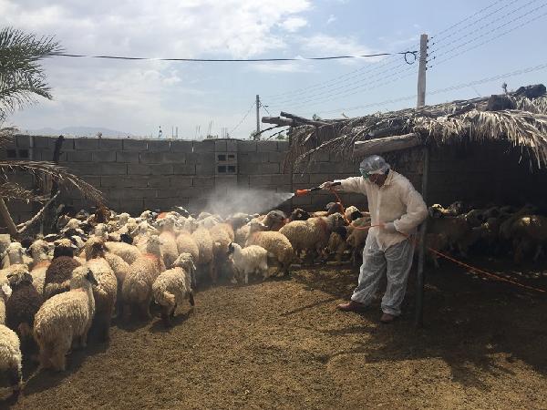 سم پاشی 844 هزار مترمربع جایگاه دام از ابتدای سال