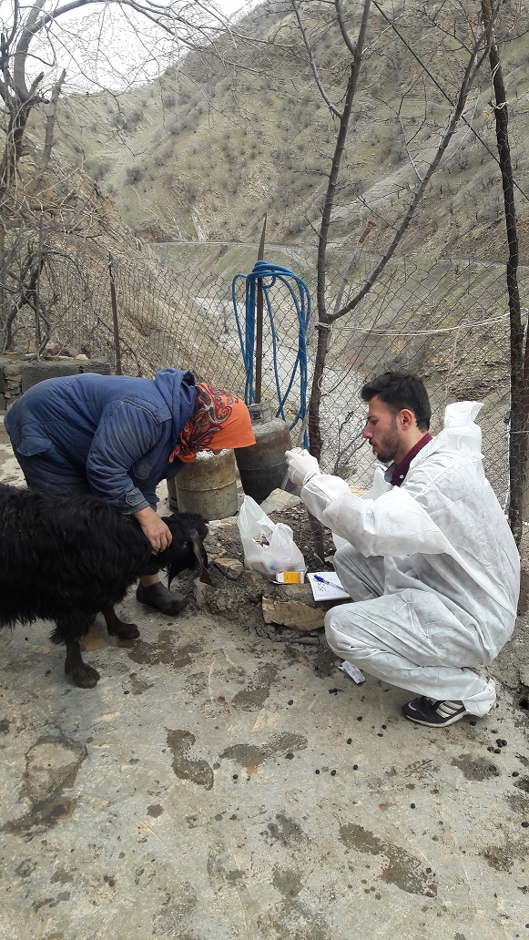 ویزیت رایگان بیش از 50 راس دام در روستاهای شهرستان پاوه+تصاویر