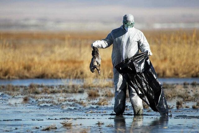 پایش مجدد سواحل گلستان برای جمع آوری اجساد پرندگان