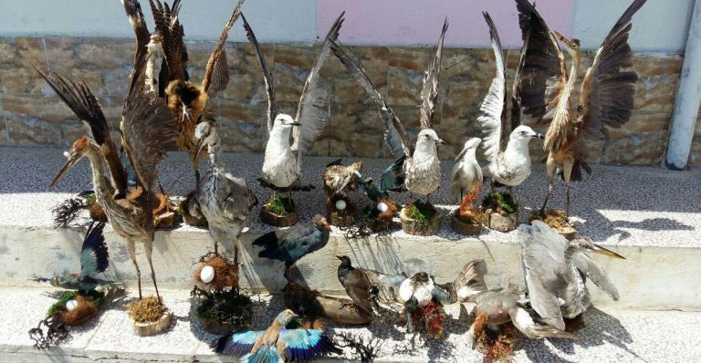 هشدار عضو کمیته کشوری کرونا درباره شکار و مصرف پرندگان مهاجر