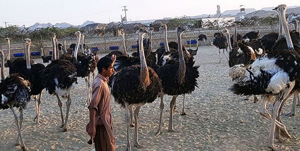 ایجاد شغل پرورش‌دهنده شترمرغ برای خانوارهای سیستان و بلوچستان