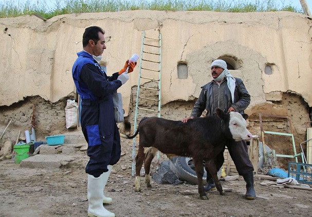 آغاز واکسیناسیون دام‌های روستاهای زلزله‌زده بخش قطور خوی