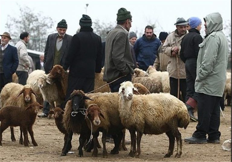 دامداران از تردد در بازارچه های محلی فروش دام اجتناب کنند/ سلامت افراد در مراکز توزیع گوشت بررسی می شود