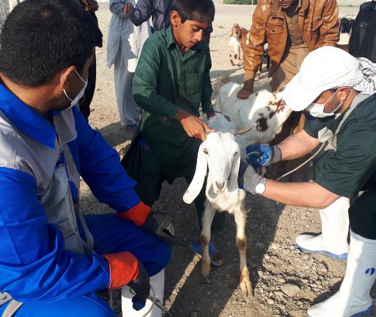 تحقق ۱۰۰ در صدی واکسیناسیون طاعون نشخوار کننده گان کوچک