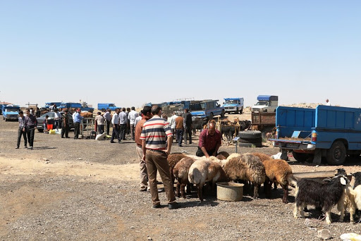 ممنوعیت عرضه دام زنده از آذربایجان‌غربی تصویب شد