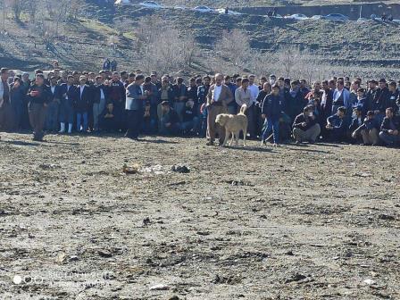 برخورد با برگزار کنندگان مسابقات غیرقانونی نزاع سگ ها در سردشت