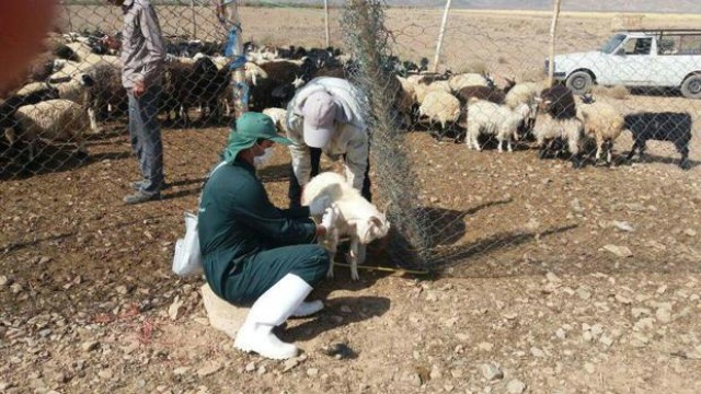 دامداران مراقب بیماری آنتروتوکسمی باشند