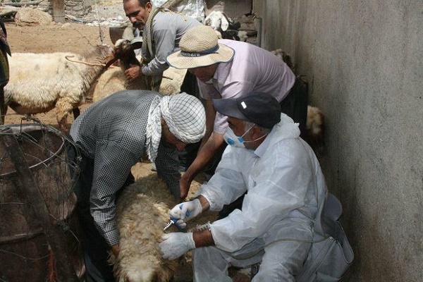 احتمال بروز بیماری شاربن در مناطق سیل زده