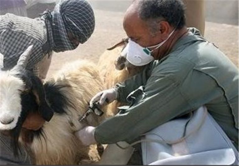 واکسینه شدن ۱۴ میلیون راس دام در خوزستان