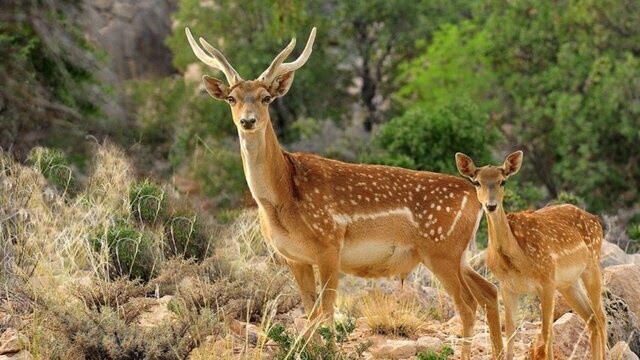 علت مرگ گوزن‌های زرد ایرانی در یزد اعلام شد