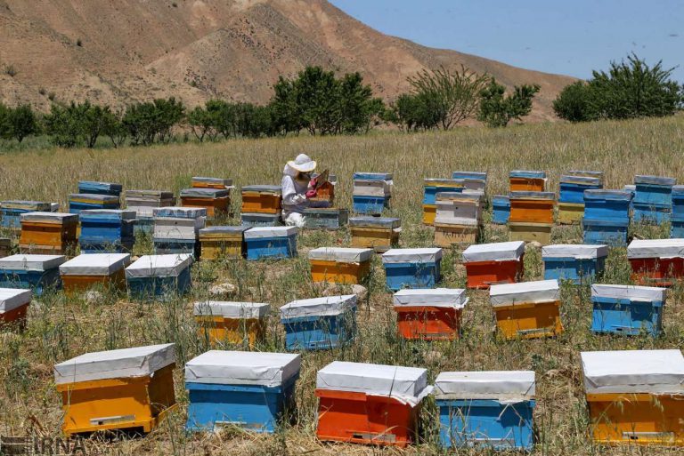 سمنان استانی امن برای پرورش زنبور عسل