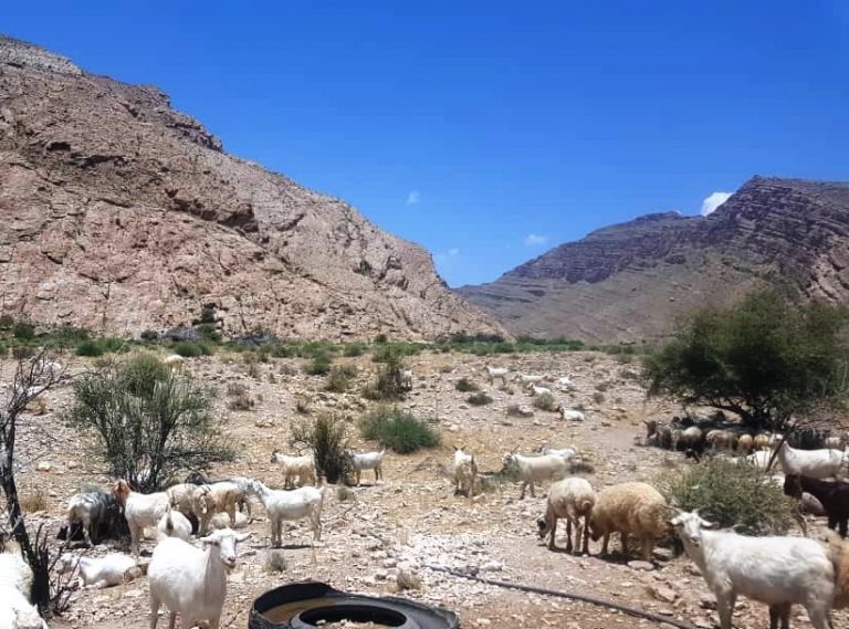 تلف شدن ۷۰ راس دام در روستای زاغلستان حاجی آباد