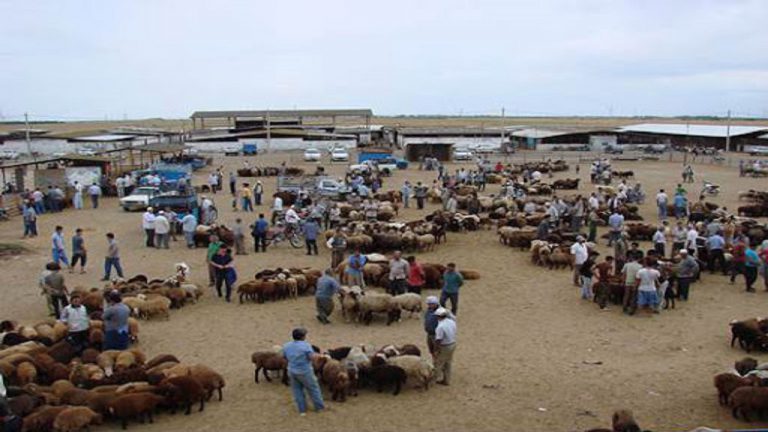 بوکان : تعطیلی میدان عرضه دام در راستای جلوگیری از انتشار ویروس کرونا