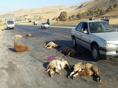 تلف شدن ۲۶ راس گوسفند در برخورد پژو با گله احشام