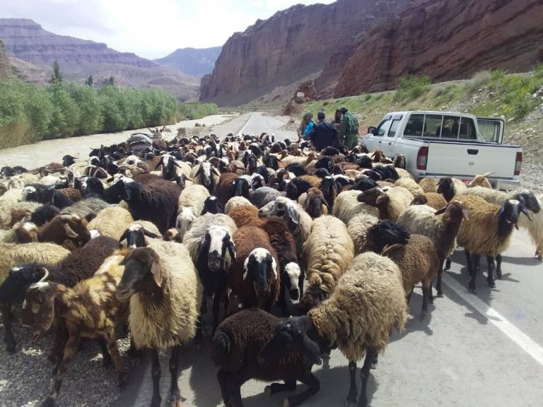 کوچ بهاره عشایر استان‌تهران آغاز شد