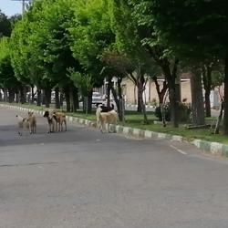 جولان سگ‌های ولگرد در «کهک» + تصاویر