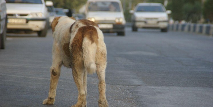 حضور گله‌ای سگ‌ها در مناطق مسکونی تبریز/ سگ‌های بی‌صاحب معضلی برای مدیریت شهری