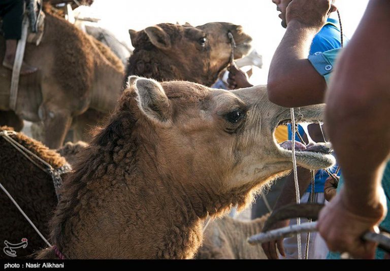 محموله شتر آلوده به کرونا در استان کرمان معدوم شد