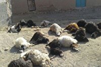 مسمویت ۷۲ رأس گوسفند در روستای جه‌جه