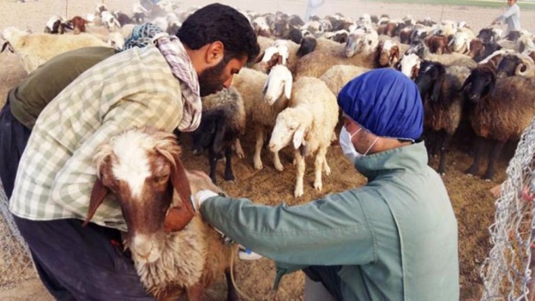 مایه کوبی بیش از 500 هزار رأس دام بر علیه تب برفکی در زنجان