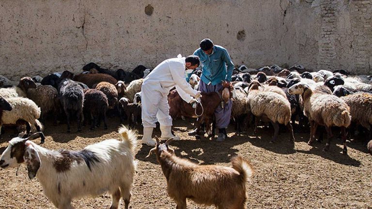 نقش مهم آموزش در کنترل بیماری‌های بین انسان و دام