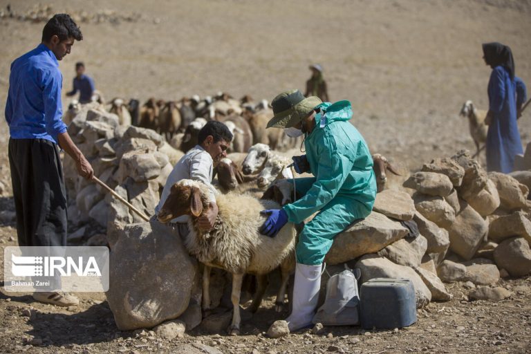 واکسیناسیون بیش از ۵۶ هزار راس دام در لرستان