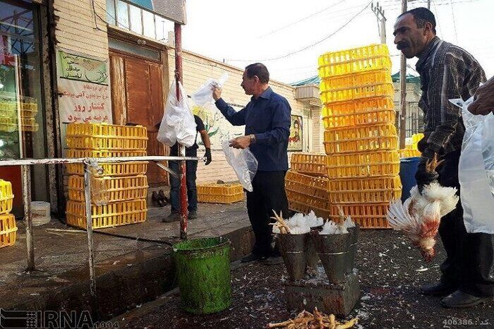 ۱۵ مرکز ذبح و عرضه مرغ زنده در اشنویه جمع‌آوری شد