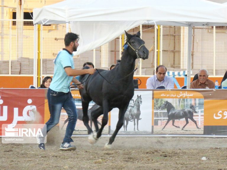 مجوز برگزاری مسابقات زیبایی اسب خالص ایرانی در خوزستان صادر شد