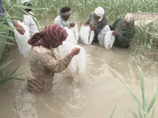 بیش از سه میلیون قطعه بچه ماهی در استخرهای سیستان‌وبلوچستان رهاسازی شد