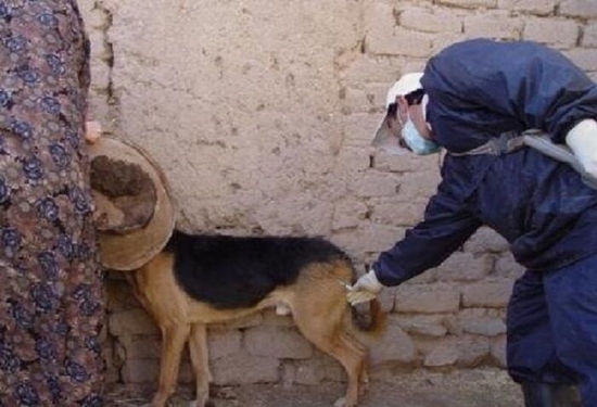 هزار قلاده سگ صاحبدار در مهاباد علیه بیماری هاری مایه کوبی می‌شوند