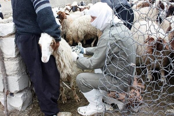 اجرای طرح رایگان واکسیناسیون تب برفکی در ۱۰۰۰ روستای کردستان