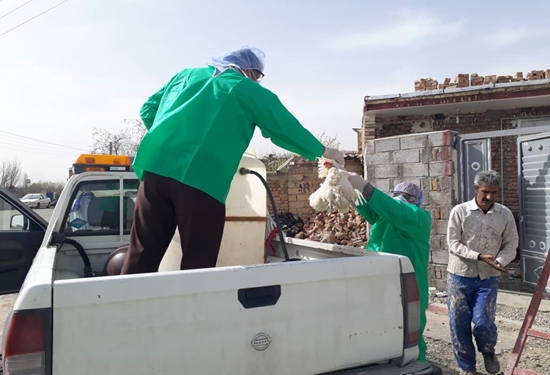 آنفلوانزای فوق حاد پرندگان این بار در طیور بومی روستای عسگر آباد تپه شهرستان ارومیه استان آذربایجان غربی