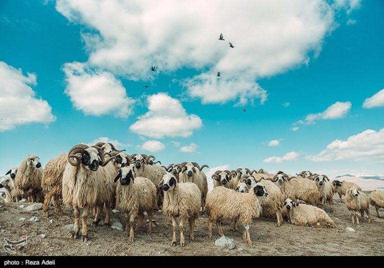 کمبود نهاده‌های دامی مانعی برای اجرای طرح اصلاح نژاد دام در ایلام